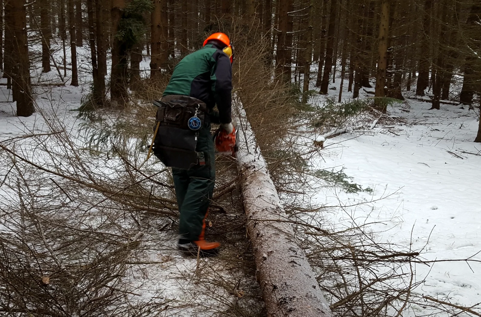 Forstarbeiten an einem gefällten Baum im Winter